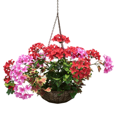 hanging flowers