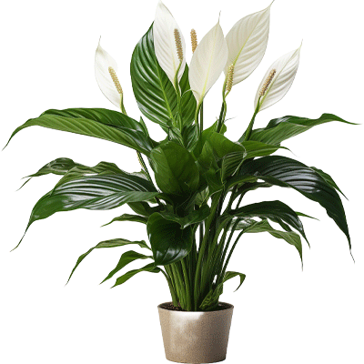 Spathiphyllum