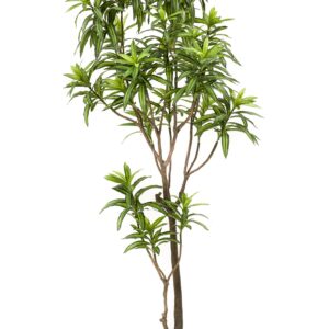 Artificial Dracaena Dragon Tree - 190cm - Green