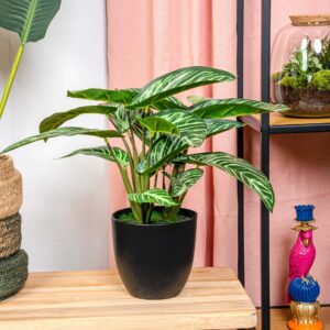 Calathea Zebrina in Black Pot - 42cm - Artificial Plant