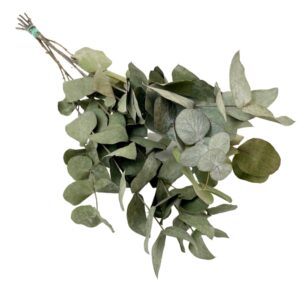 Dried Flowers - Eucalyptus Cinerea - 6 Bushes - 50cm