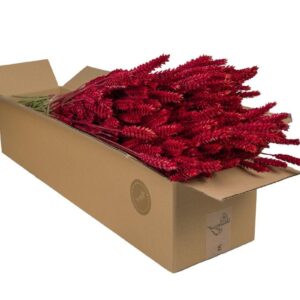 Dried Flowers - Wheat (Triticum) - Red - 4 Bunches - 60cm