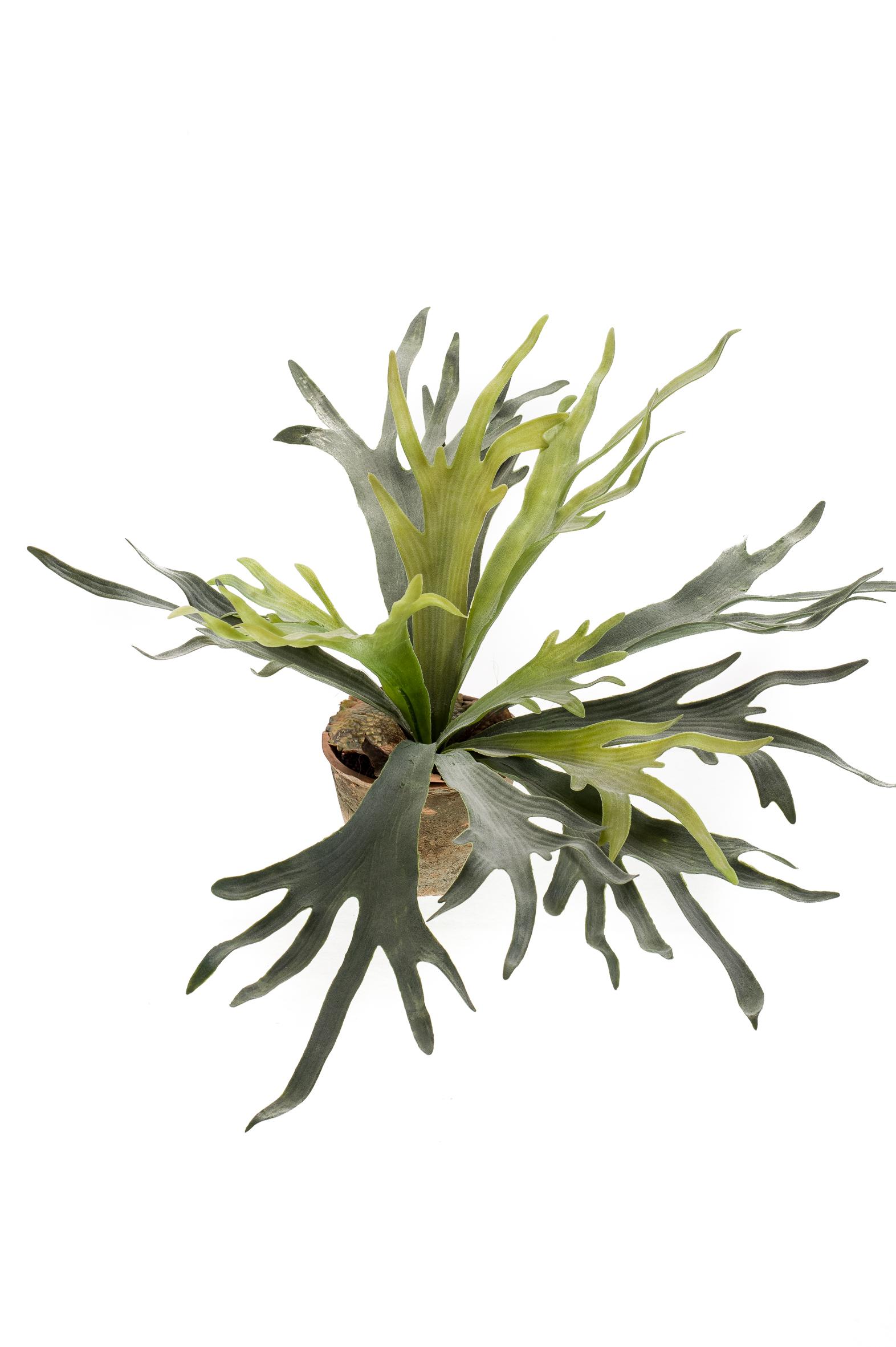 Lifelike Staghorn Fern Artificial Plant - 50cm Green Decor