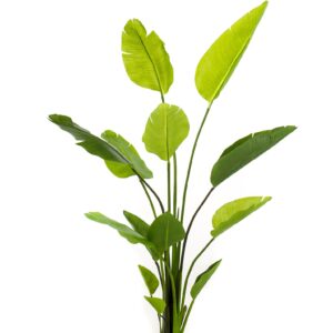 Lifelike Strelitzia Nicolai Artificial Plant - 150cm Tall