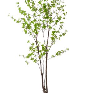 Vibrant 210cm Artificial Tropaeolum Speciosum Plant